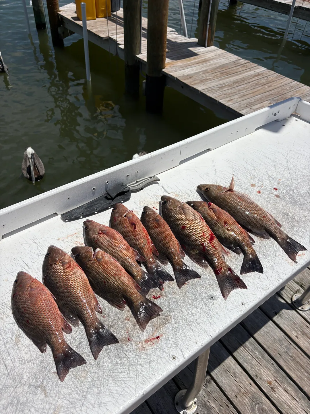 Nine fish ready for cleaning at dock.