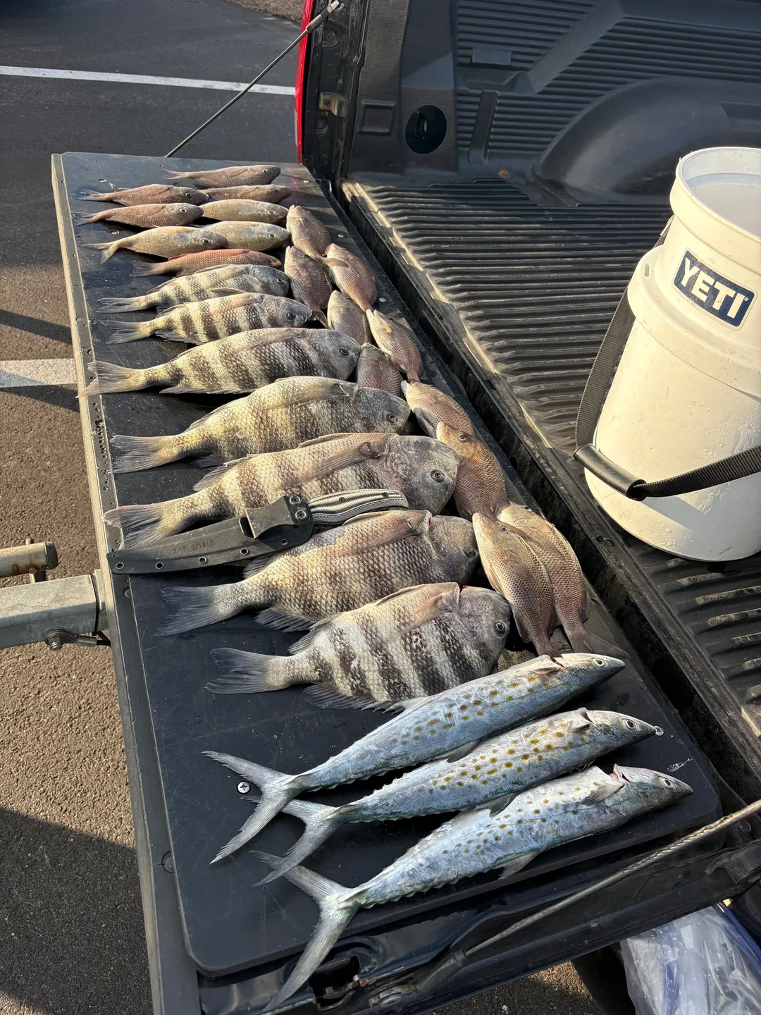 Catch of the day displayed on tailgate