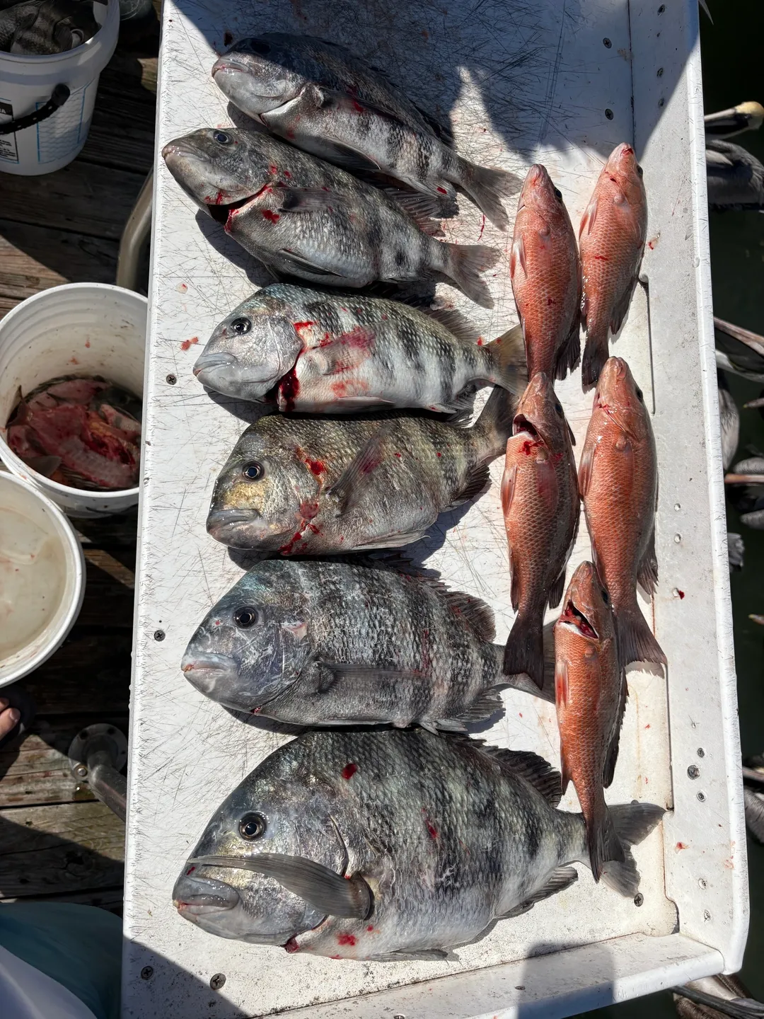 Assorted fish on a cleaning table