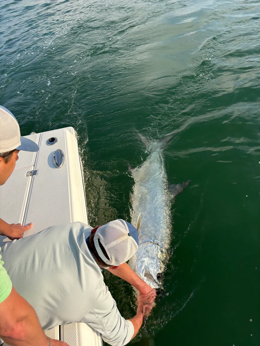 Angler releasing a large fish into water